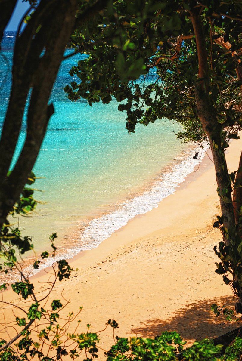 Nothing beats the sound of waves crashing on the shore and the breeze rustling through the palm trees 🌊🌿 #VisitJamaica #islandvibes 

📍Laughing Waters, Ocho Rios

📸:@iamdacx