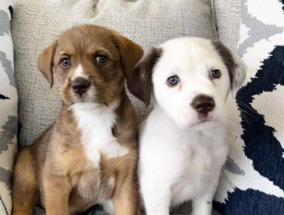 We are desperately in need of puppy fosters!
 If you or someone you know in the #Roseville or #Sacramento areas are interested, please apply!
shelterluv.com/matchme/foster…

We provide all supplies, food, vet care etc.!
Look at these sweet faces!!
#adoptdontshop #puppies