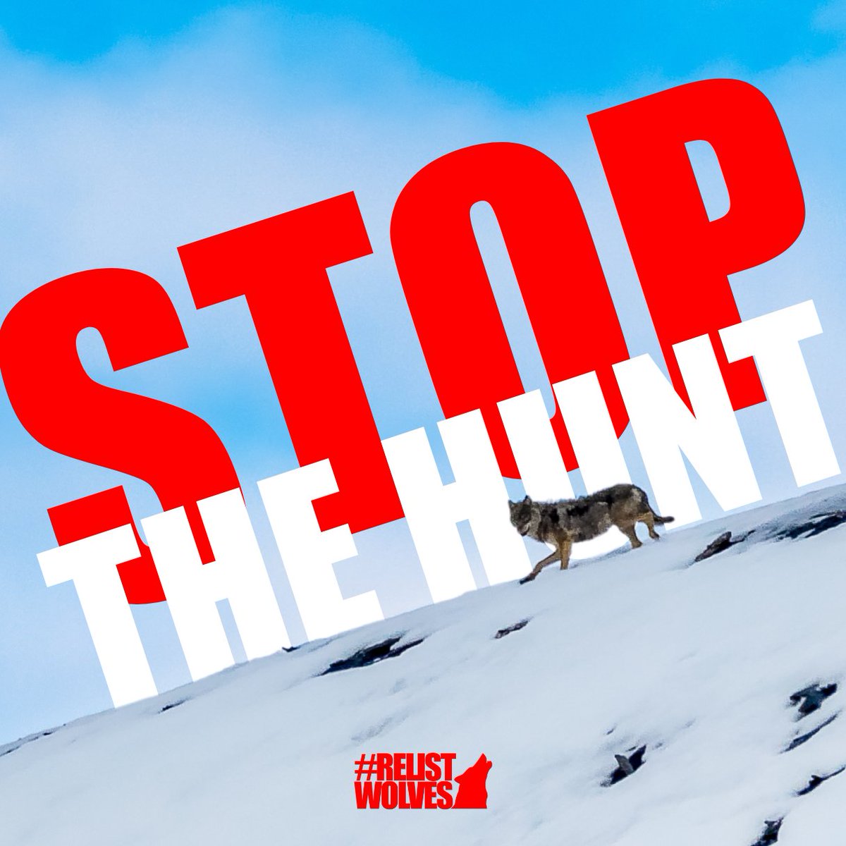 While most major wolf hunting seasons have ended, hunting is permitted year-round in much of WY & ID. Despite there only being an est. 6,000 wolves in the contiguous U.S., over 4k have been hunted down since 2020. We must #StopTheHunt. Take action today at RelistWolves.Org