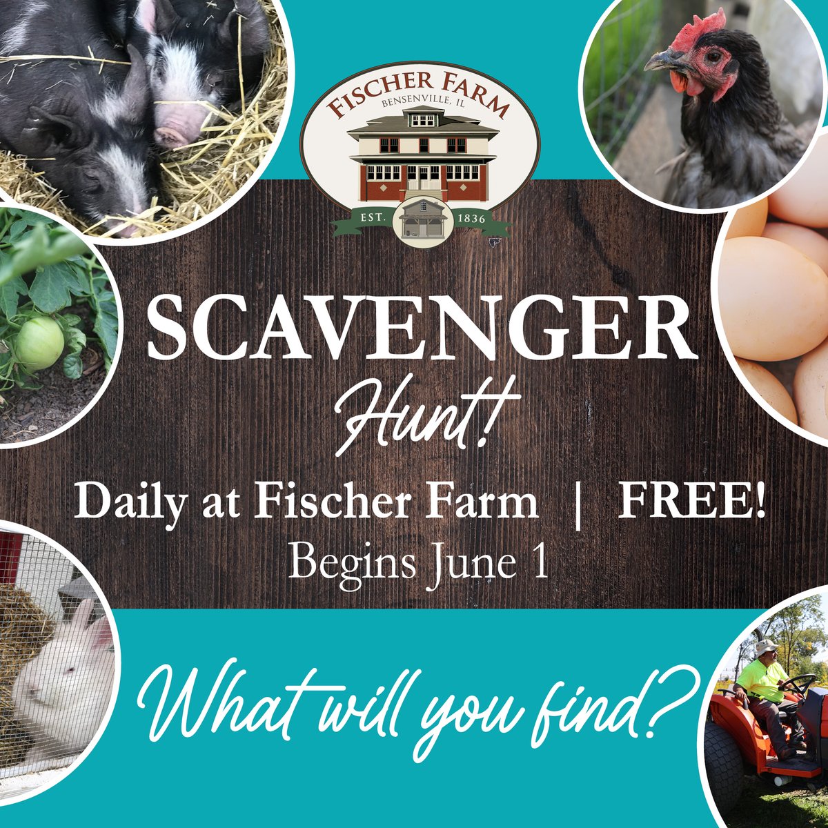 Calling all adventurers! 🚜🔍Explore #FischerFarm like never before with a daily FREE Scavenger Hunt, running from June 1 to August 31! 🌾🐓 Uncover farm wonders, solve clues and make unforgettable memories. Don't miss out on this summer of fun! #FischerFarm #FreeAdventure