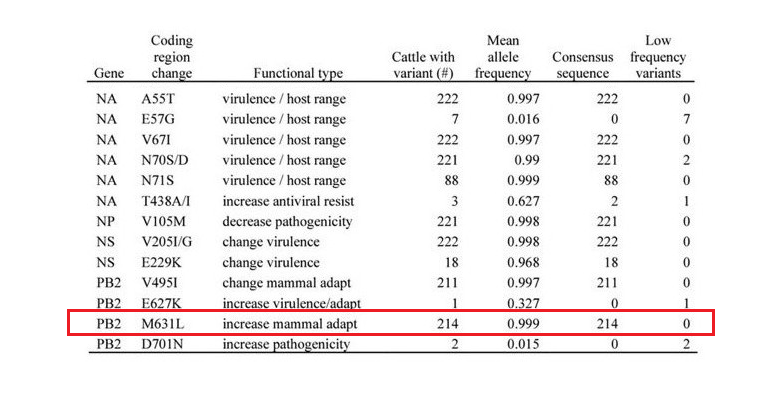 I don't think most people understand how bad this is. The mutation PB2-M631L detected before in cattle and birds, and now in a human infected with #H5N1, increases the virus capability to replicate inside human cells. Every single infection creates a new opportunity for the virus