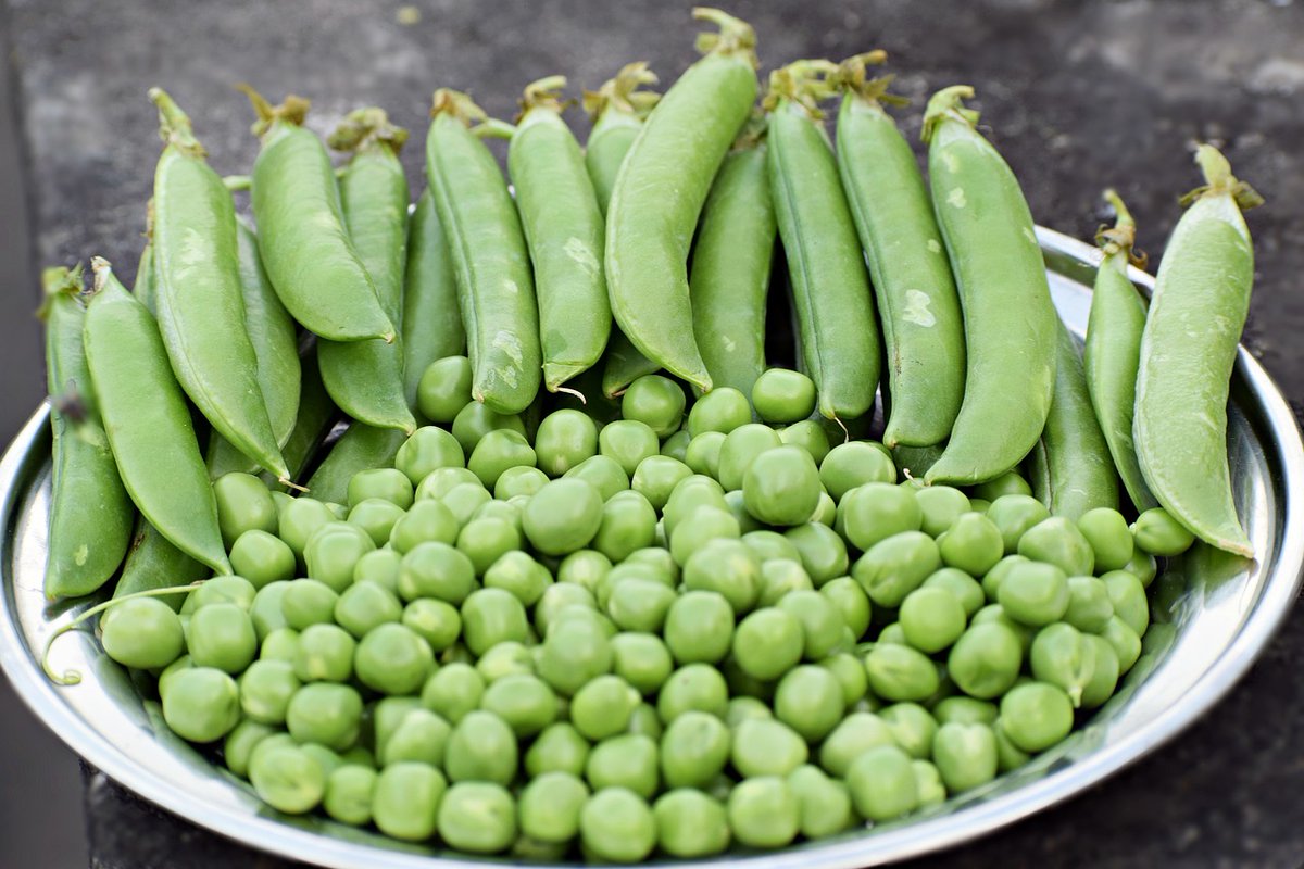 Garden peas are in season and available at farmers markets and roadside stands across the state! Who remembers shelling these with their parents and grandparents growing up? We do! #BuyLocal #NCAgriculture