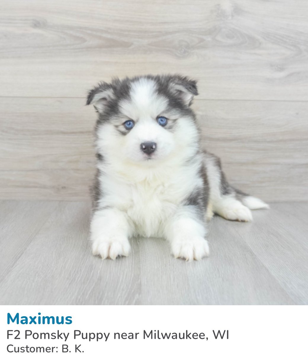 Chat give me the courage to convince myself i shouldn’t buy this pomsky