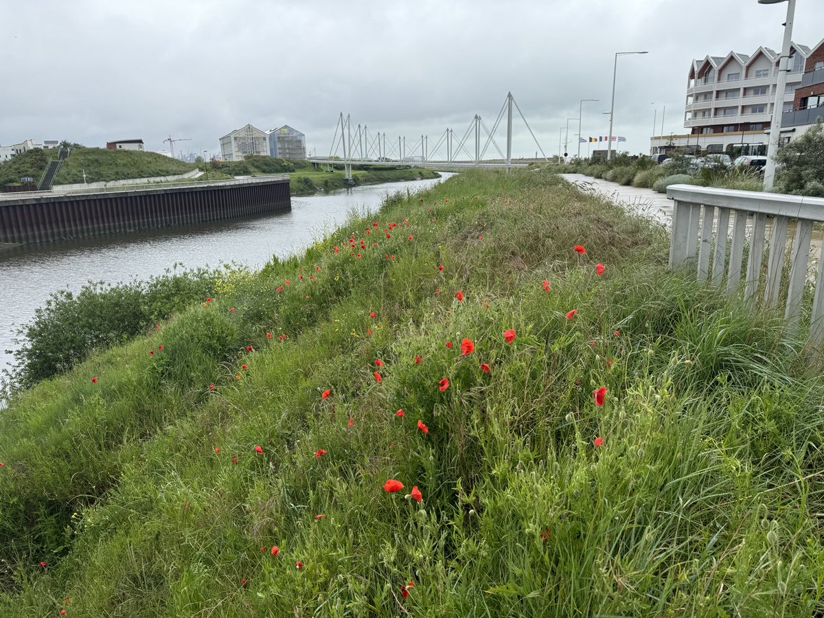 Red poppies on the dunes at Dunkirk, 84th year anniversary of the evacuation of Dunkirk.