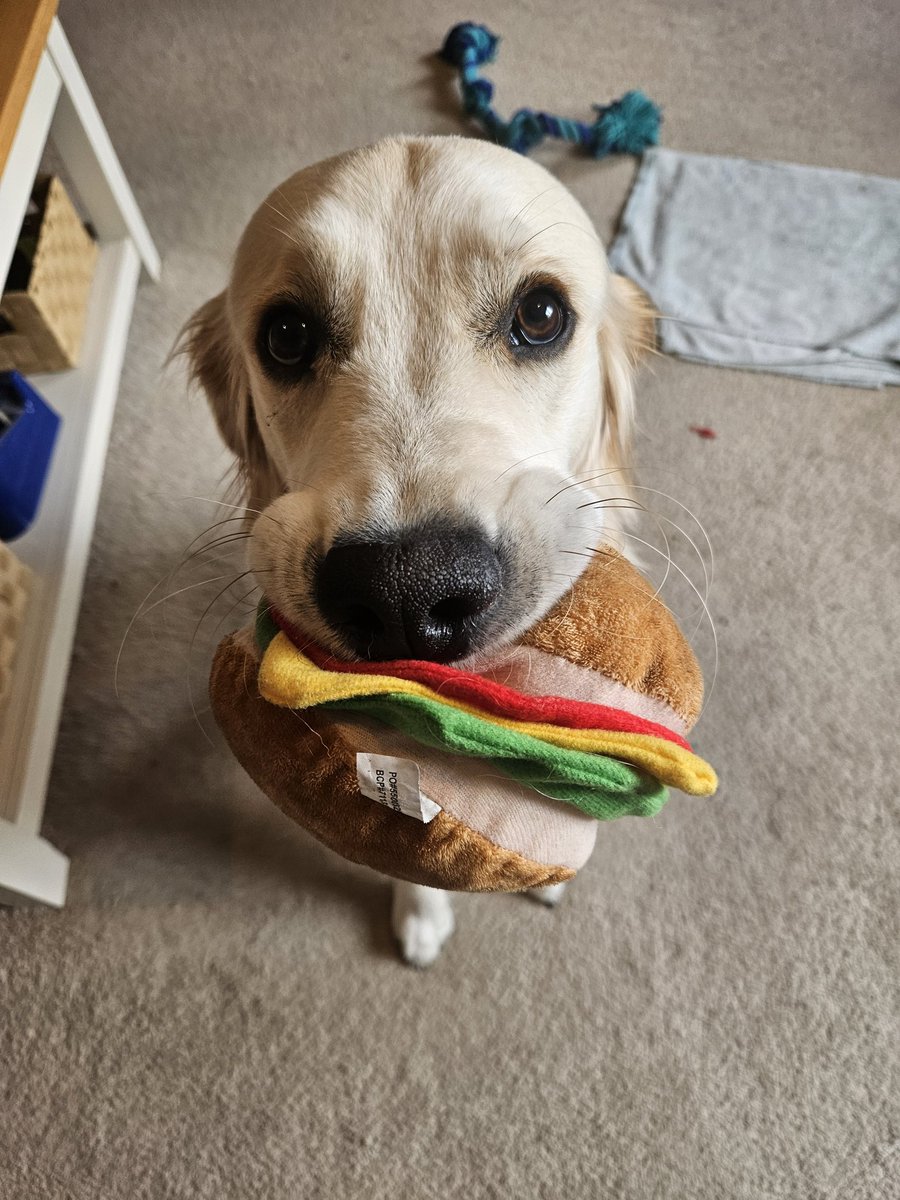 🐶🍔🍔🐶