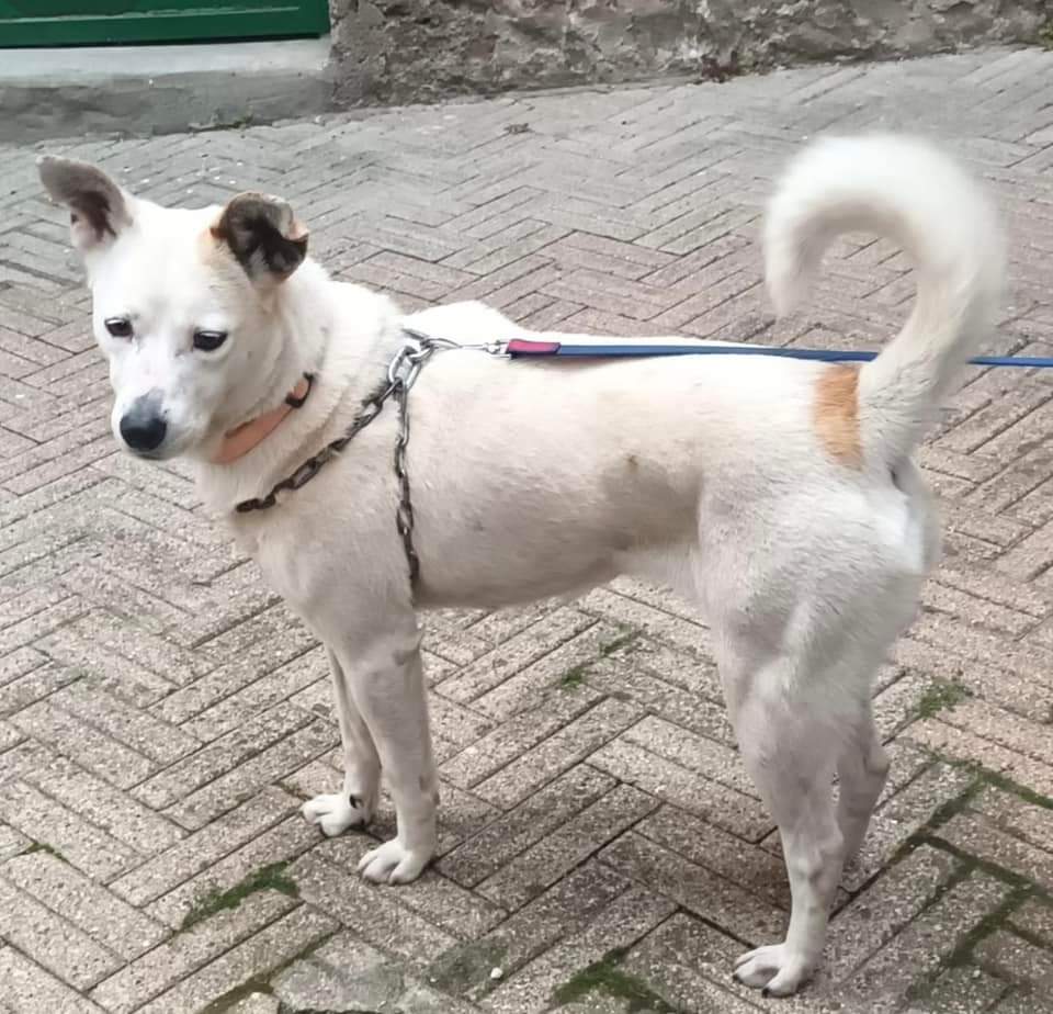 Ricevo,♥️EMERGENZA 4 anni 12 kg Nuvola, Ero stata ADOTTATA e ora NON MI VOGLIONO PIÙ Mi hanno ABBANDONATA sono SOLA e NON VOGLIO TORNARE IN CANILE AIUTAMI Sono DOLCE BUONA EDUCATA e COCCOLONA. Per inf Maria Teresa 338 257 5886 Mi trovo a Imperia