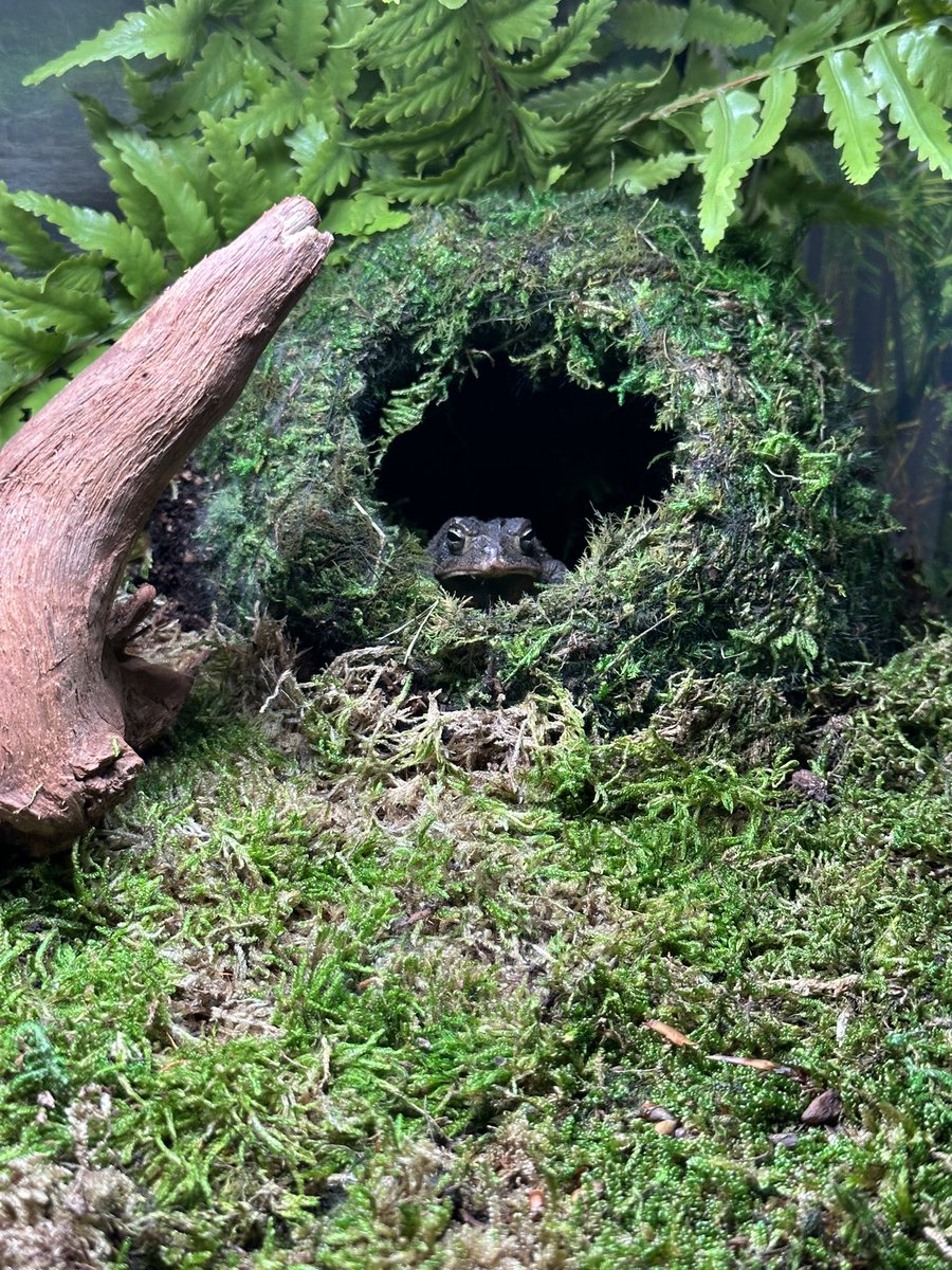 smoknbunny's tweet photo. Russel on #ToadTerrorTuesday https://t.co/vBCRjBZVPJ
