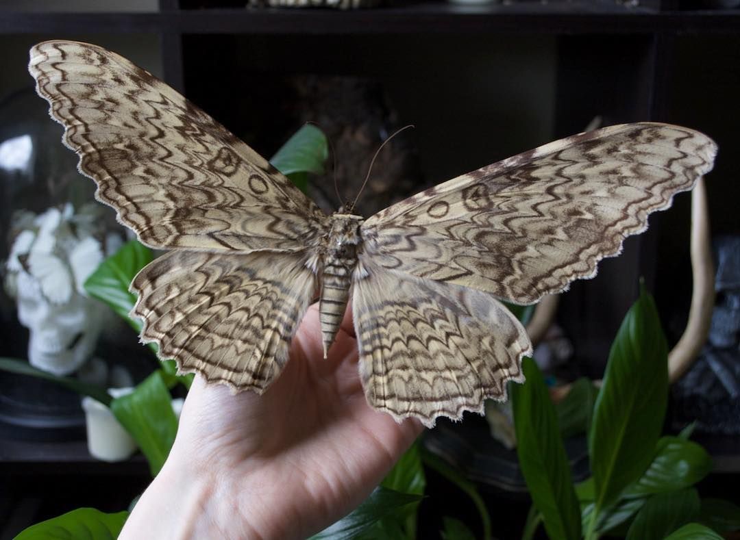 Fio com mariposas encontradas no Brasil. ✨