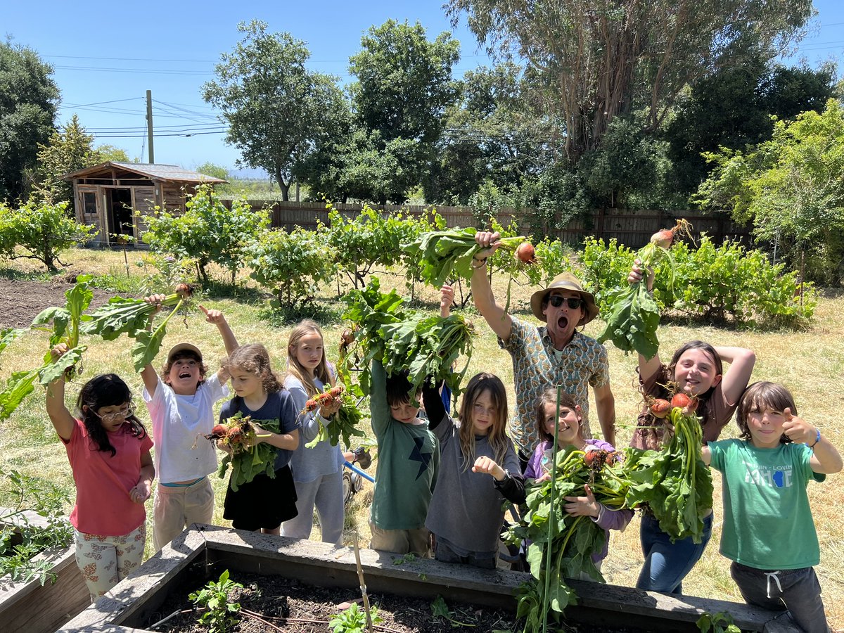 TNVSchool's tweet image. 3rd graders harvest beets that they planted at the @NewVillageSchool Land in Novato. 🌱

3rd grade farming experiences help children develop a deeper understanding of food, their relationship to the earth, and the natural world. #learningthroughnature #farmtotable