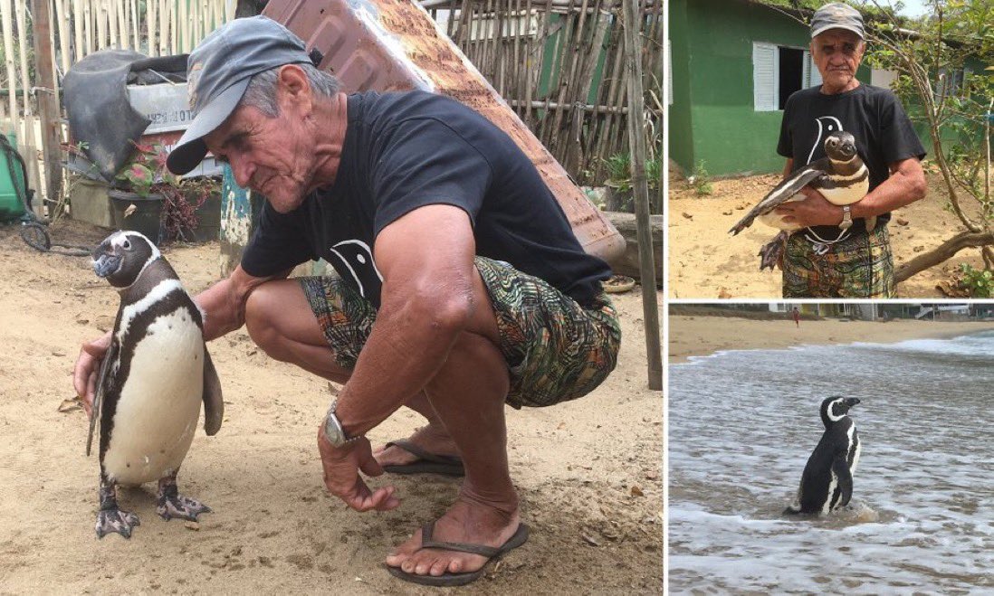 In 2011, a Brazilian fisherman found a tiny penguin covered in oil on the rocks on his local beach. The man nursed it back to health for 11 months and then the released it back into the wild.     

A few months later, the penguin returned. The penguin swims 5,000 miles every year