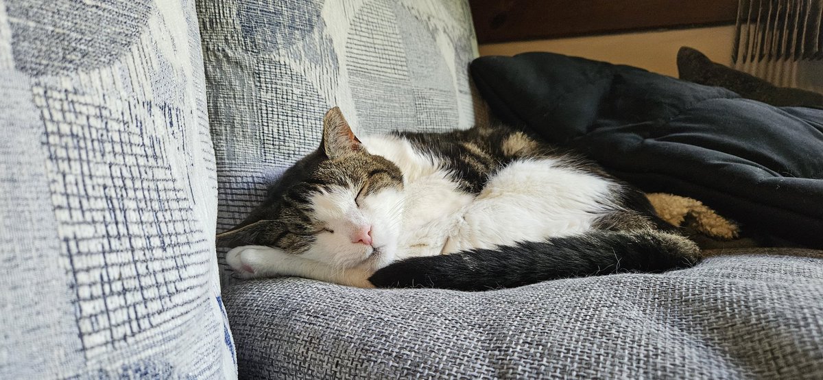 He's just the cutest. #adoptlove #catsandpillows