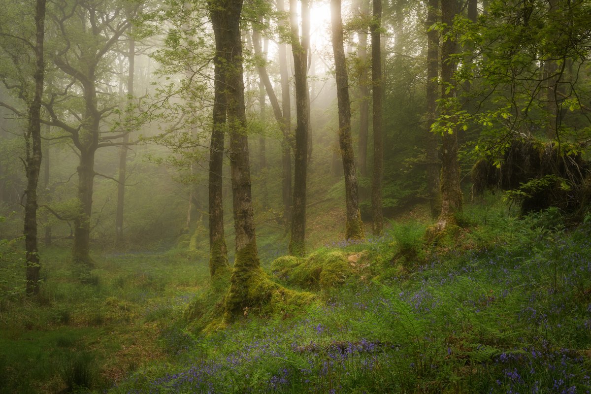 More images from earlier in the month, when the woods were in their bluebell-filled glory. #LakeDistrict @lakedistrictnpa @LakesCumbria @PictureCumbria @CumbriaWeather @OPOTY @golakes @TheLakesGuide @hiddencumbria @ShowcaseCumbria #OPOTY #rpslandscape #TheLakelanders #PhotoRippin