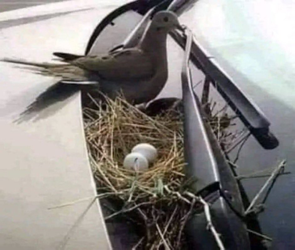 @fasc1nate Compassion story: The owner of this car is from Denmark. He didn't start his car for a month until this dove hatched its eggs. He said: 'As long as she chose my car to build her nest, I'll match her spirit.' Humanity is not a religion but a rank that some humans attain-love