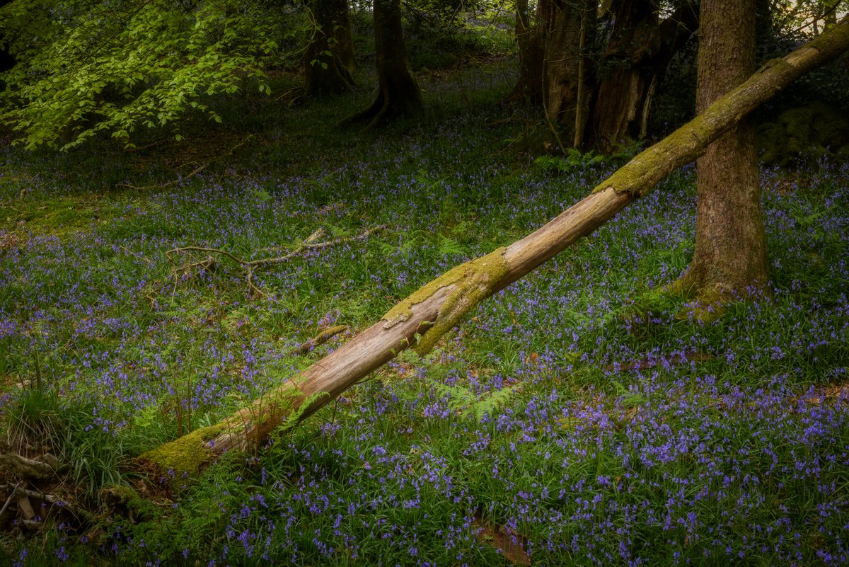 A dark corner of bluebell-filled woods, earlier in the month. #LakeDistrict @lakedistrictnpa @LakesCumbria @PictureCumbria @CumbriaWeather @OPOTY @golakes @TheLakesGuide @hiddencumbria @ShowcaseCumbria #OPOTY #rpslandscape #TheLakelanders #PhotoRippin