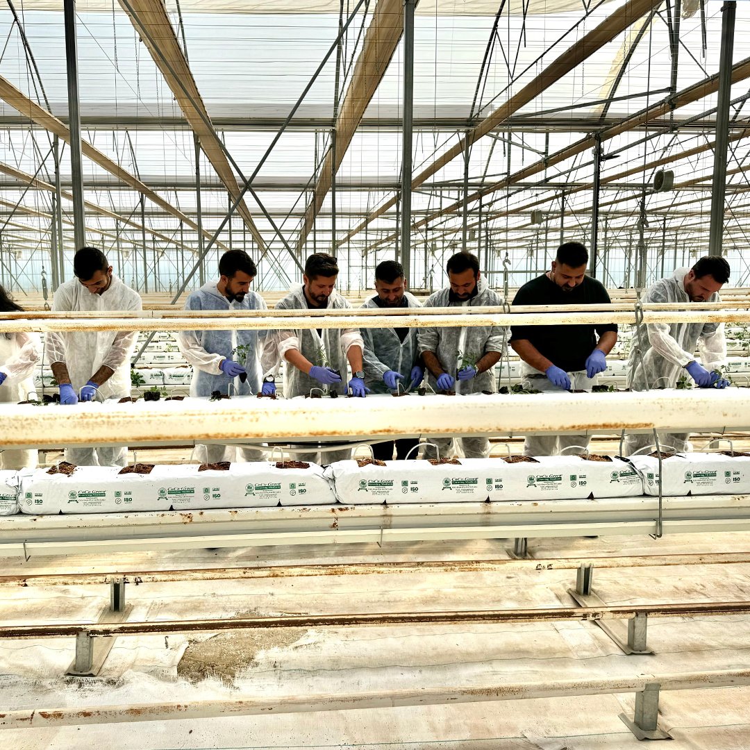 agrotermal's tweet photo. Agro Termal, 1 milyon metrekarelik hedefine hızla ilerliyor!
Agro Termal Jeotermal Isıtmalı Teknolojik Sera projemizin ikinci etabında fide dikim işlemlerine başladık 🌱
#sıfırkalıntı #jeotermalsera #agrotermal https://t.co/lmcMR98uIY