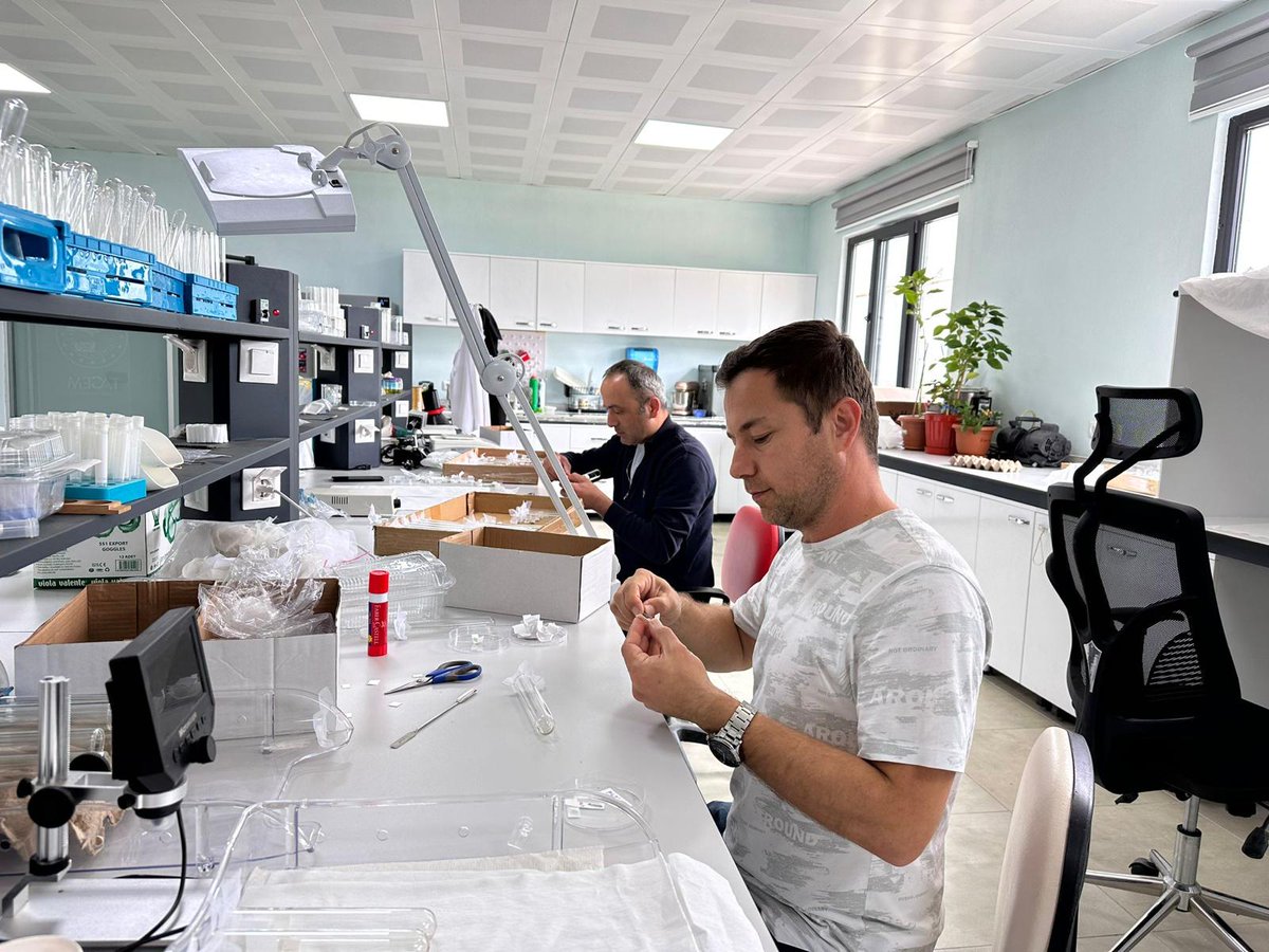 KaradenizTae's tweet image. Kahverengi kokarca (Halyomorpha halys) ile mücadele kapsamında yumurta parazitoiti Trissolcus japonicus üretim ve salımları devam etmektedir.

Rearing and releasing of Trissolcus japonicus which is an egg parasitoid of Halyomorpha halys are conducted by our institute in Türkiye.