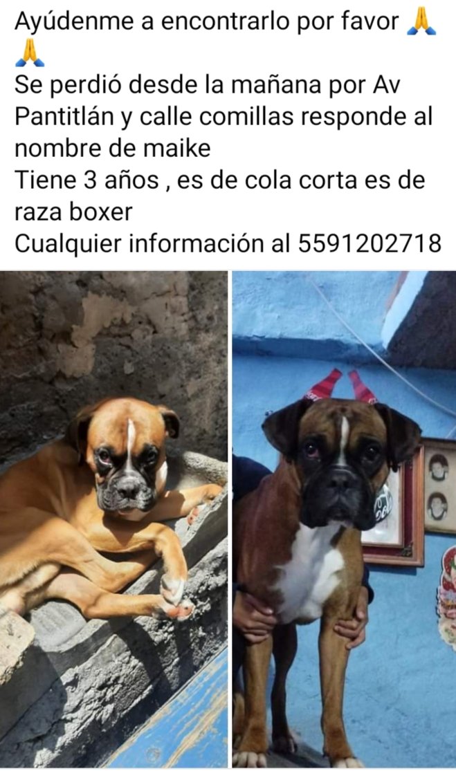 EXTRAVIADOS inf teléfono foto RT🙏 @FundacionToby @iztalccihuatl @MascotasSismo @RosarioPoncePe1 @AnimalesPerdid2 @ProyectoSixPack @Animales_CDMX @DefensaAnimal @PrrosPerdidosMX @RAFIFIU76 @_PatriciaAnaya @mamiblue2015 @TlalpanVecinos @mamiblue2015 @guerashome @EsEstra RT 🙏