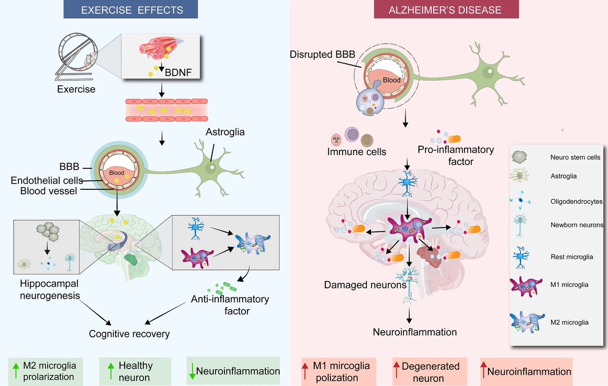 Exercise suppresses neuroinflammation for alleviating Alzheimer’s disease…
ncbi.nlm.nih.gov/pmc/articles/P…