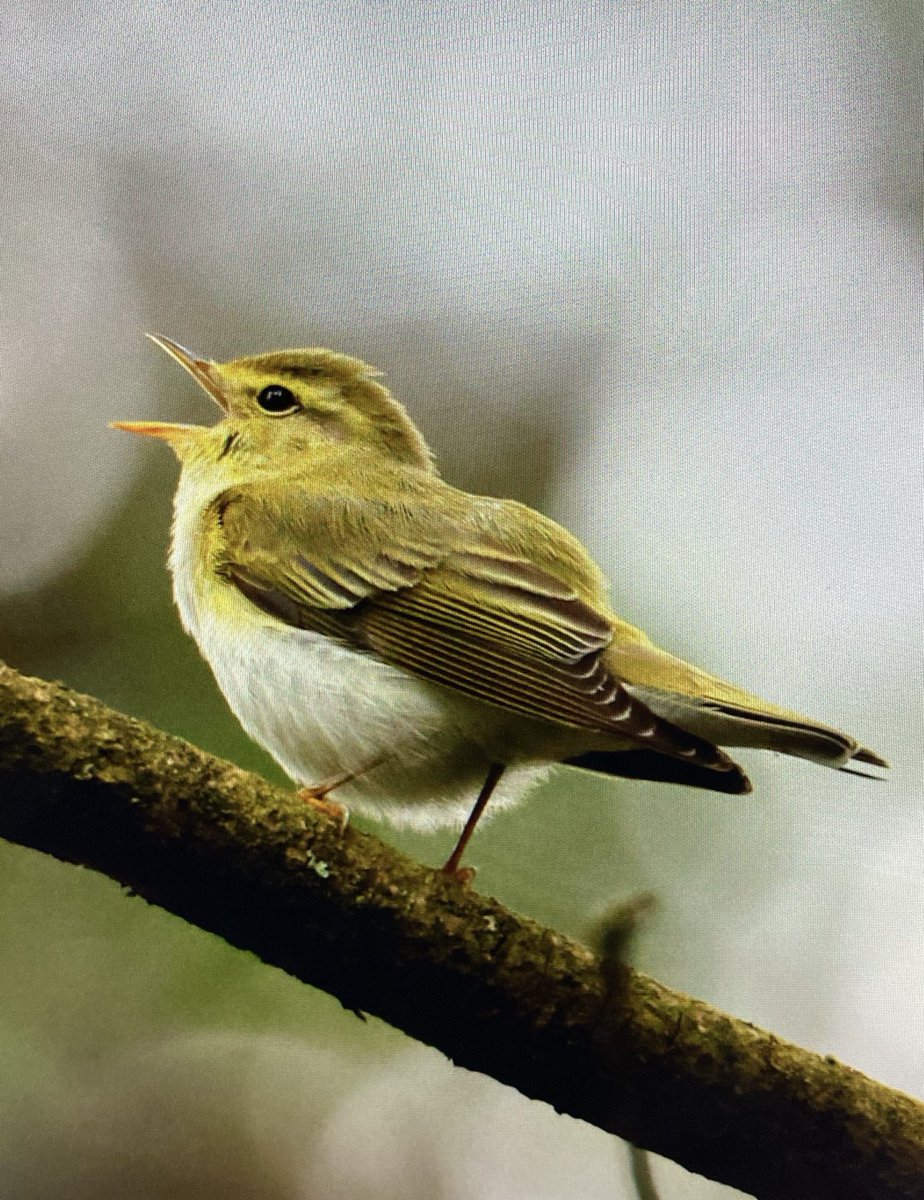 Lucky that my survey this morning took me past Corby on the way back. I dropped into Harry’s Park Wood near Weldon for this very cooperative Wood Warbler