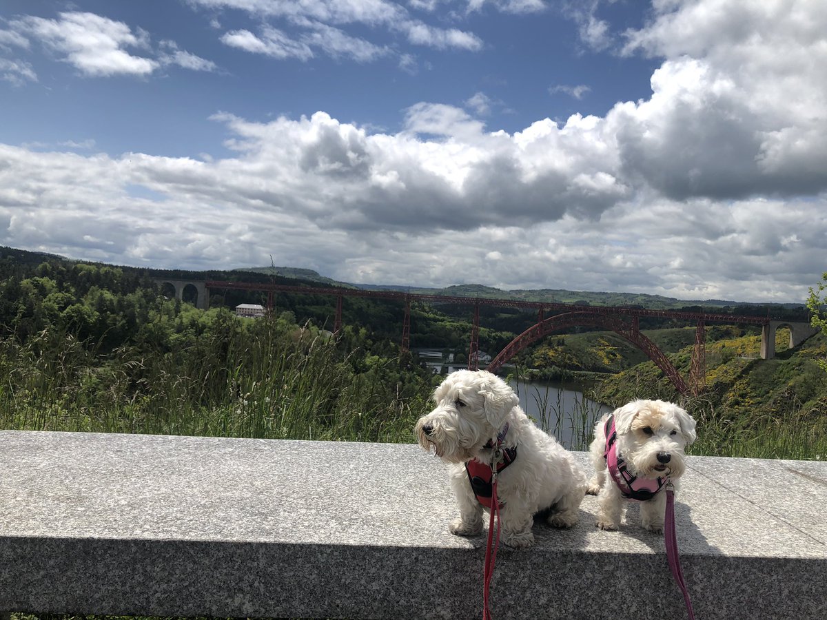 #tongueoutTuesday on tour! In the background is a bridge designed by Gustave Eiffel….who famously designed #TheEiffelTower! 😘🐾❤️🗼 #sealyham #sealyhamterrier #sealyhamterriers #terrier #dog #dogs #dogsofX #dogsonX #vulnerablenativebreed #France