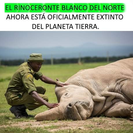 Ayer murió el ultimo macho que quedaba...a los 45 años... los furtivos han ido acabando con ellos..un momento muy triste..el ser humano es el bicho más miserable y rastrero que ha pisado jamás este planeta ..