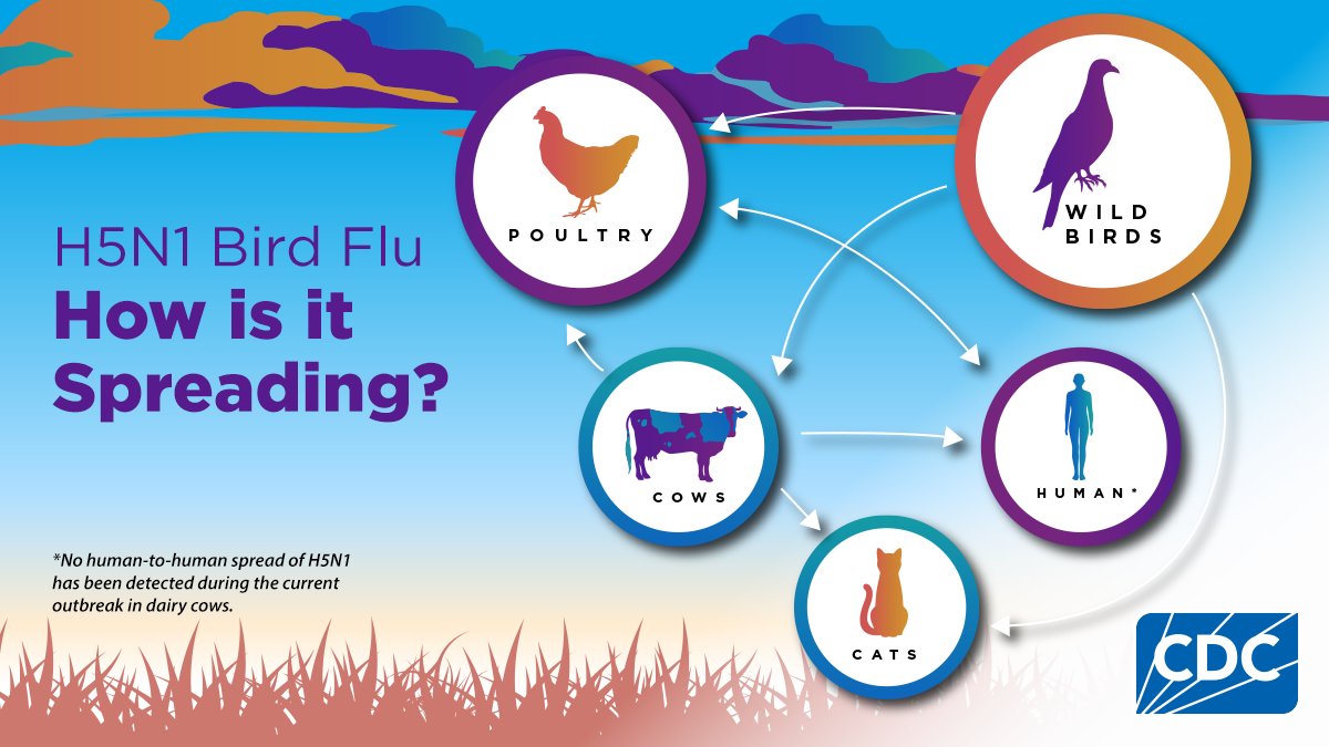 CDCFlu's tweet photo. Wondering how #H5N1 bird flu is spreading in dairy cows? This graphic illustrates what is currently known about what spread is happening.  

Find out more about the current H5N1 bird flu situation: https://t.co/b2E8TPBLkc https://t.co/rgF1JBWm6S