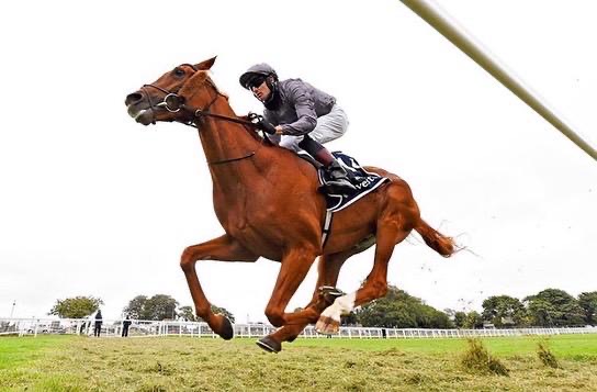 The Paddock and The Pavilion tweet media