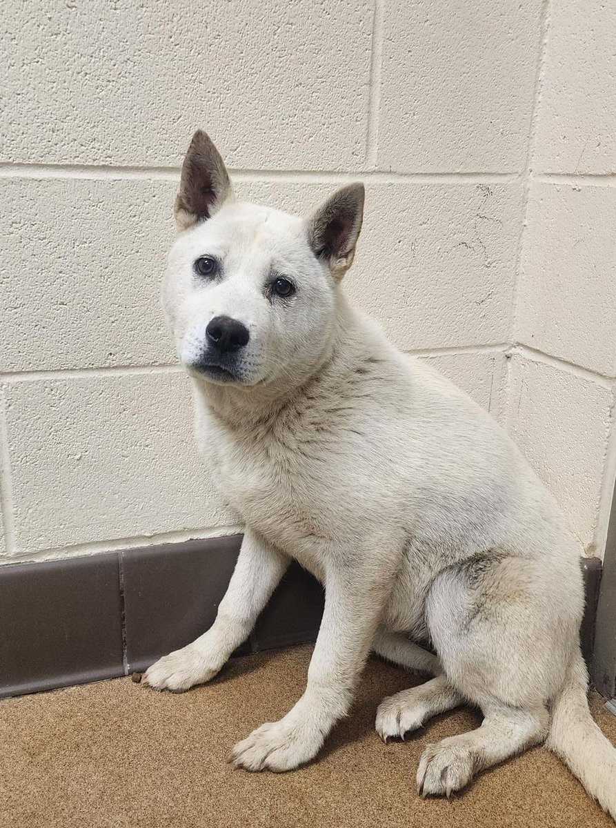 TomJumboGrumbo's tweet photo. Peaches is still alive but likely to be killed sometime today. If you can help her, please email keitholbermanndogs@gmail.com urgently. Thank you.
#AppleValleyCA https://t.co/x1h5pmDh7P