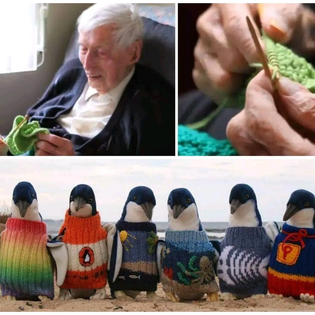 @fasc1nate 110-year-old Alfie rose to fame for his efforts to help little penguins after an oil spill on Victoria’s Phillip Island. Oil makes penguin feathers stick together, allowing water into their inner layers. This makes the penguins severely cold and unable to hunt – hence the need