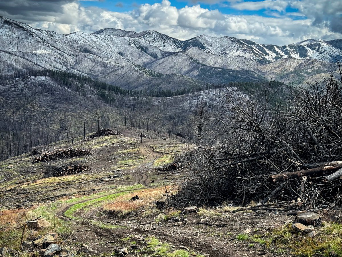 Mast Reforestation tweet media