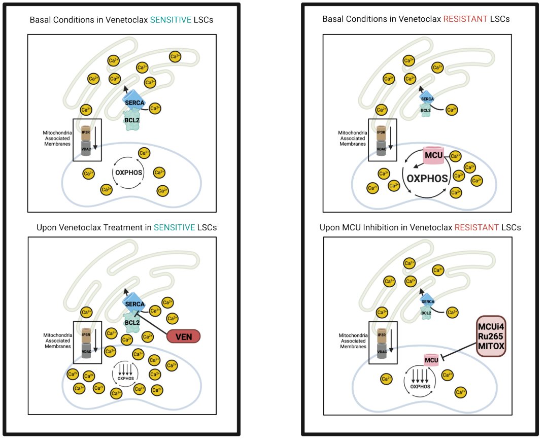 Now online in @CD_AACR: Targeting Acute Myeloid #Leukemia Stem Cells Through Perturbation of Mitochondrial Calcium - by @AnaghaInguva @CraigTJordanLab and colleagues doi.org/10.1158/2159-8… @CUHematology @CUMedicalSchool @CUAnschutz #Venetoclax