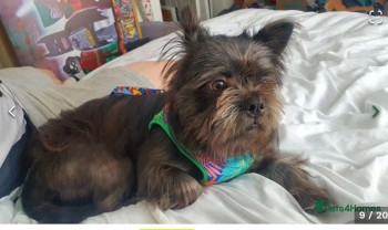 millypod1's tweet photo. STUFFIN FOUND SAFE. THANKS FOR RT's 😊🐕🐾

🆘27 MAY 2024 #Lost Shih Tzu Cross Male 
Small and scared
Cherwell Services #M40 Motor Way Down alleyway between Travelodge &amp; Main Services building into field behind.
#StokeLyne nr #Bicester #Oxfordshire #OX27 https://t.co/LkUZ4okEyU https://t.co/MYv9cKCb1b