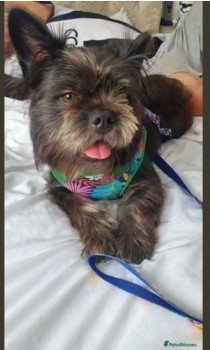 millypod1's tweet photo. STUFFIN FOUND SAFE. THANKS FOR RT's 😊🐕🐾

🆘27 MAY 2024 #Lost Shih Tzu Cross Male 
Small and scared
Cherwell Services #M40 Motor Way Down alleyway between Travelodge &amp; Main Services building into field behind.
#StokeLyne nr #Bicester #Oxfordshire #OX27 https://t.co/LkUZ4okEyU https://t.co/MYv9cKCb1b