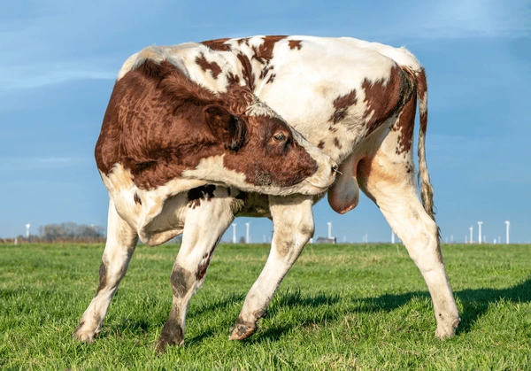 OrdiGotchis's tweet photo. π€ Been dying to give y'all a sneak peak of one of our Ordi Gotchi NFTs
π₯ PRESENTING......
π The Bull
#ordinals #runes #BTCpets https://t.co/l1ylajK8q4