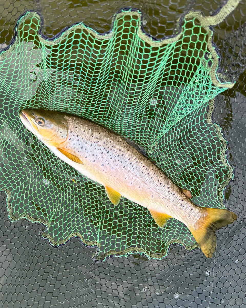 hopper68's tweet image. A beautiful Loch Leven brown trout , one  of a few today on buzzers