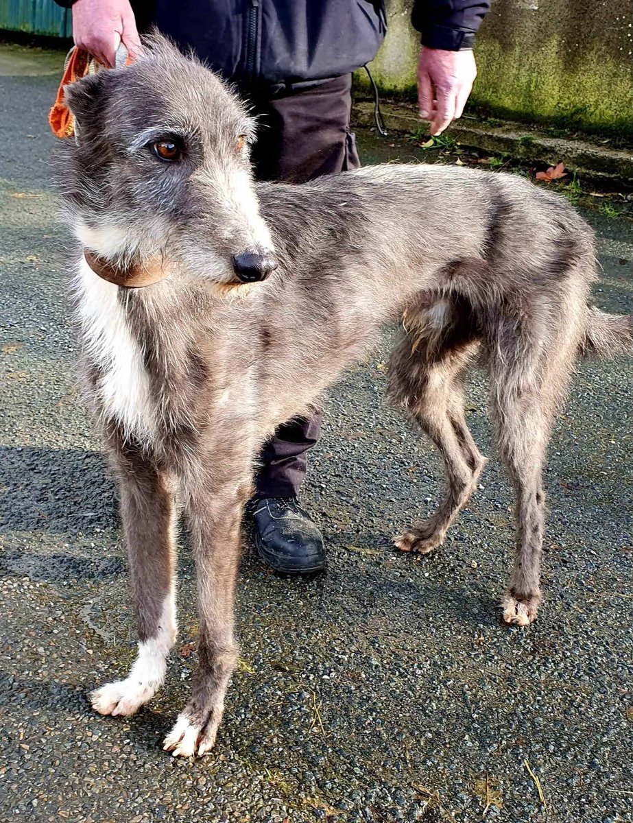Urgent, please retweet to help Stig find a home #UK - currently in a council pound in Ireland, he can be re homed to the UK 
Stig  is approx 28"tts
29kg 
The pound tells us that Stig is one of the nicest hounds he has ever had in.
Everyone loves a scruffy and this boy is a real
