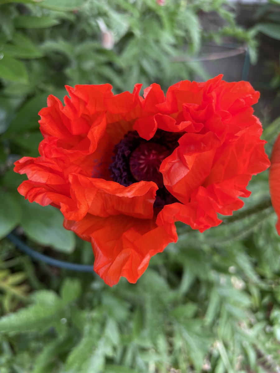 @jasonrowphoto Red poppy 🏴󠁧󠁢󠁳󠁣󠁴󠁿