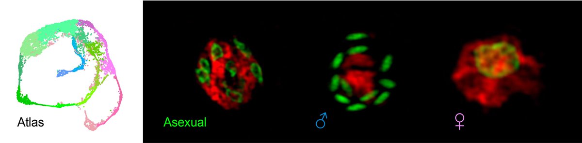 Our article on transcriptional control of the Cryptosporidium life cycle out today in @nature. Tremendous body of work by @DrKatelynWalzer, defining (among many other things) how parasites choose to be male. Read the paper at nature.com/articles/s4158…