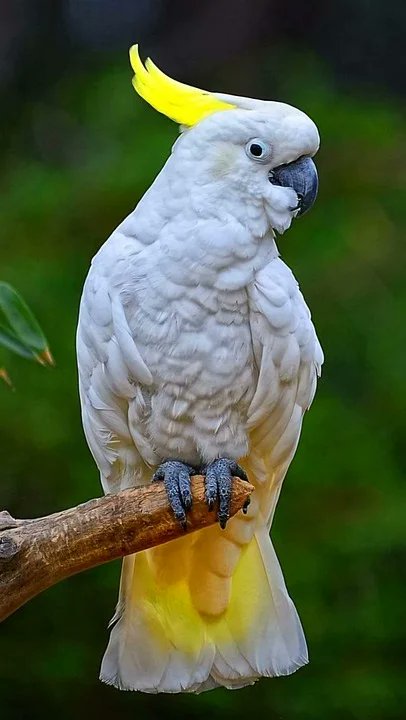 #WorldParrotDay World Parrot Day cyberrainbows.blogspot.com/2024/05/world-… #Parrot #ParrotDay #WorldParrot