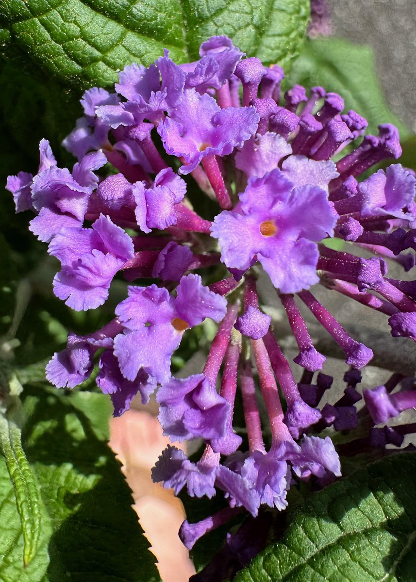 The butterfly bush flowers are opening!

#SpringFlowers #flowers #ButterflyBush #TrumbullCT