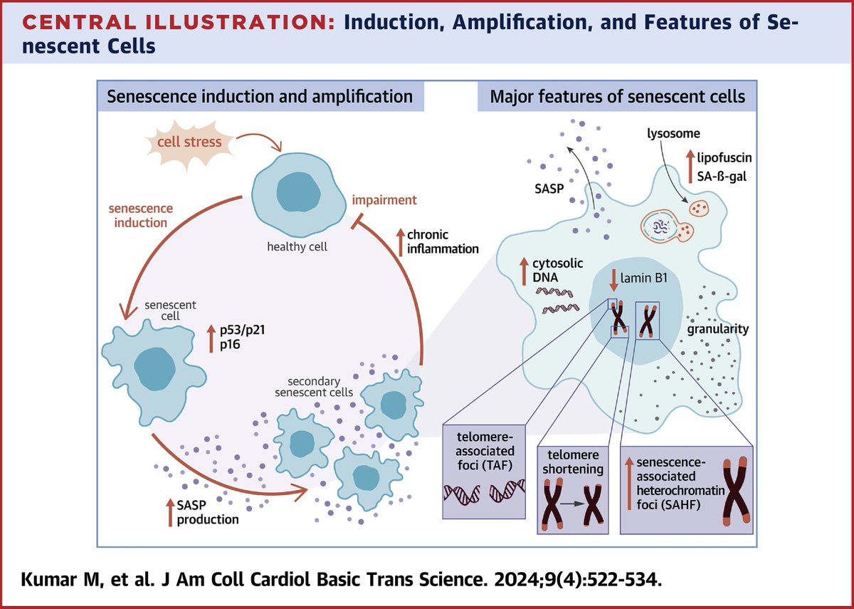 In this state-of-the-art #JACCBTS review, Dr. <a href="/omsmanu/">Manish Kumar, MD, FACC</a> and colleagues discuss the importance of cellular senescence in various cardiovascular diseases, highlighting the potential for senolytic drugs as novel therapies. bit.ly/4bziPCE

#CVD #cvGeri