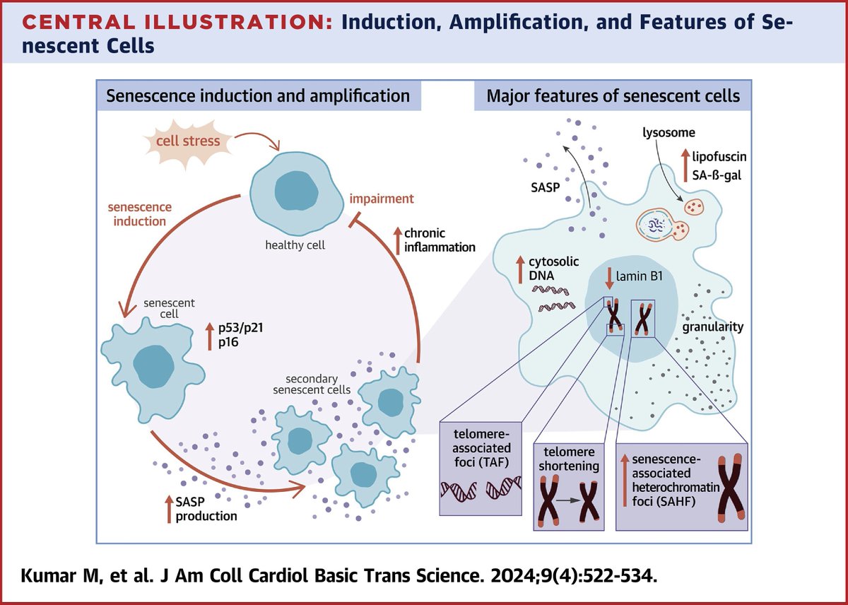 In this state-of-the-art #JACCBTS review, Dr. @omsmanu and colleagues discuss the importance of cellular senescence in various cardiovascular diseases, highlighting the potential for senolytic drugs as novel therapies. bit.ly/4bziPCE #CVD #cvGeri