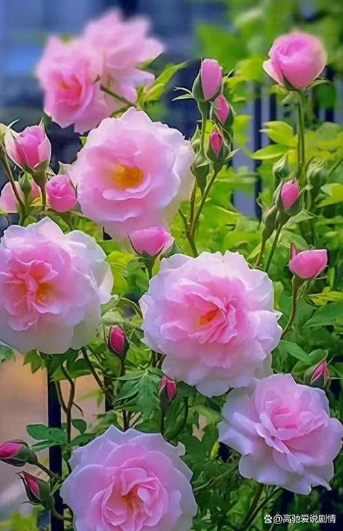 🩷 𝟚𝟜₀₅𝟐𝟖 🩷🌹💗🌹 En un jardín de ensueño y fantasía, entre flores de colores sin igual, una destaca con gracia y alegría, la más bella, sin duda, sin rival... *Noah Johnson
