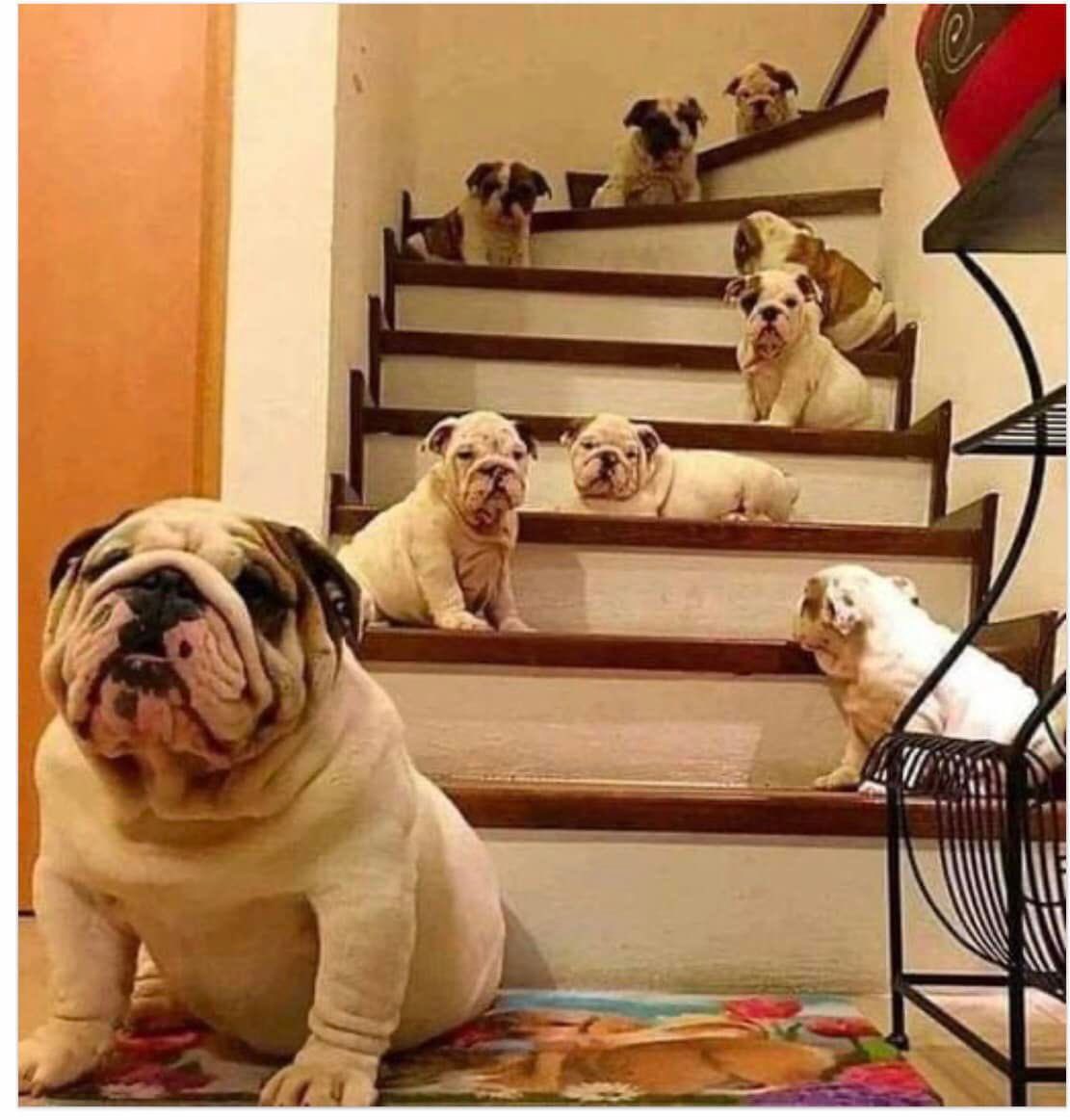 When #bulldogs sadly leave us they take a walk across #rainbow 🌈 Bridge! Imagine this was our #stairway to heaven 

Speaking of heaven I got @djsammy #Heaven I’m now looking for his #candlelight mix !