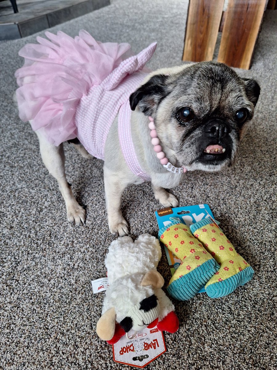 Happy #TongueOutTuesday. I'm exhausted from all the fun @BullyBashCLE. I got a special 🎁from my friend Baker @Lil_Fen. THANK YOU for the birthday🎁❤️. #TeethOutTuesday #TOT #puglife #dogsoftwitter #dogsofx #pugsoftwitter #seniordog #Lucy