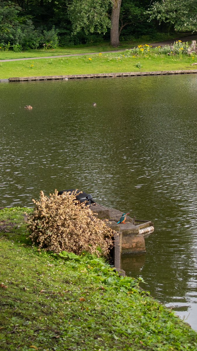 Greenbank Park, #Liverpool. Going back to pick up my bag behind that brown bush in the shot and spotted a kingfisher standing close to it. I couldn't zoom in any closer, because my big zoom lens was in that bag LOL!