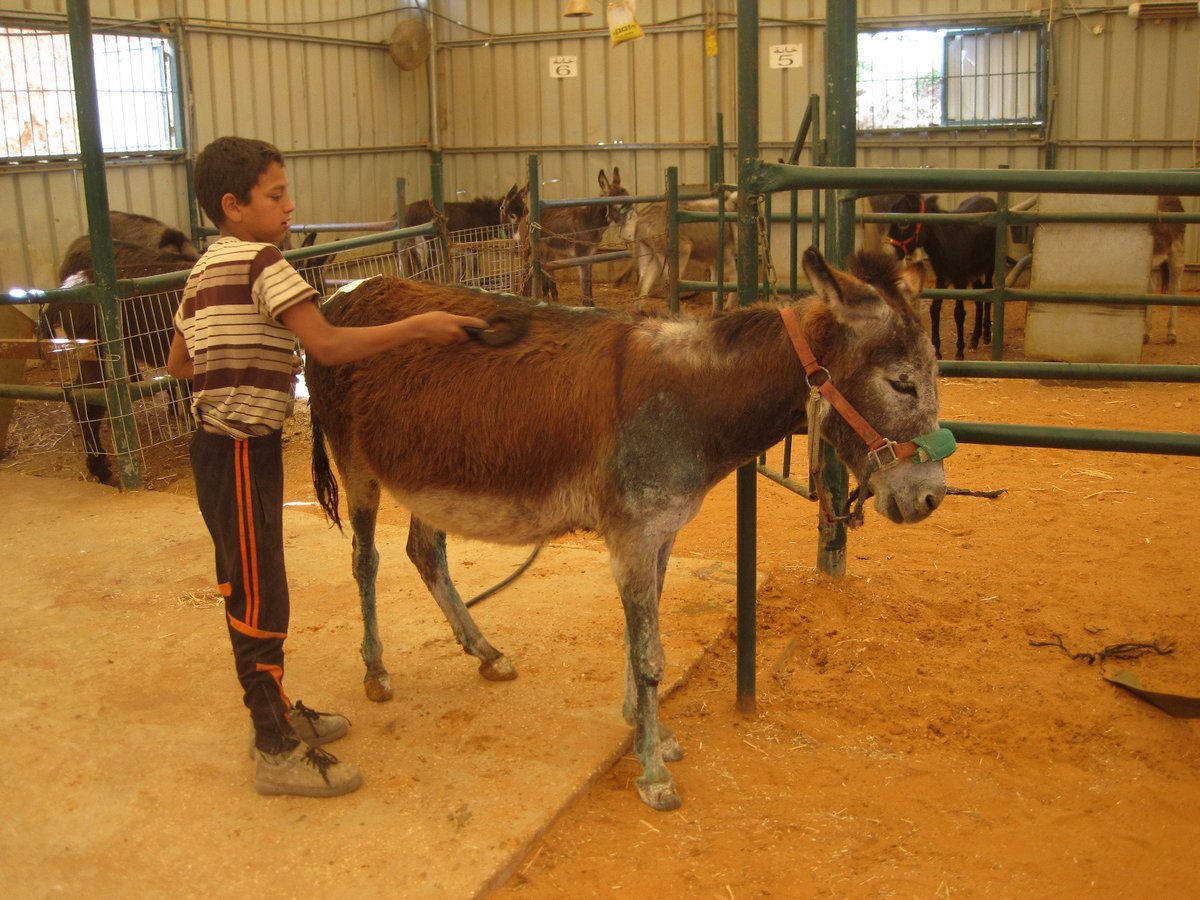 ⛑️ Educating the next generation of donkey owners about how to care for donkeys correctly is vital and a key part of our work (with positive results) 🙏👏