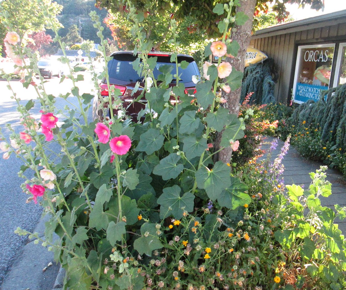 #Hollyhocks🌺of Orcas Island, Washington

#travel🇺🇸 #MyPhoto📷#flowers💐