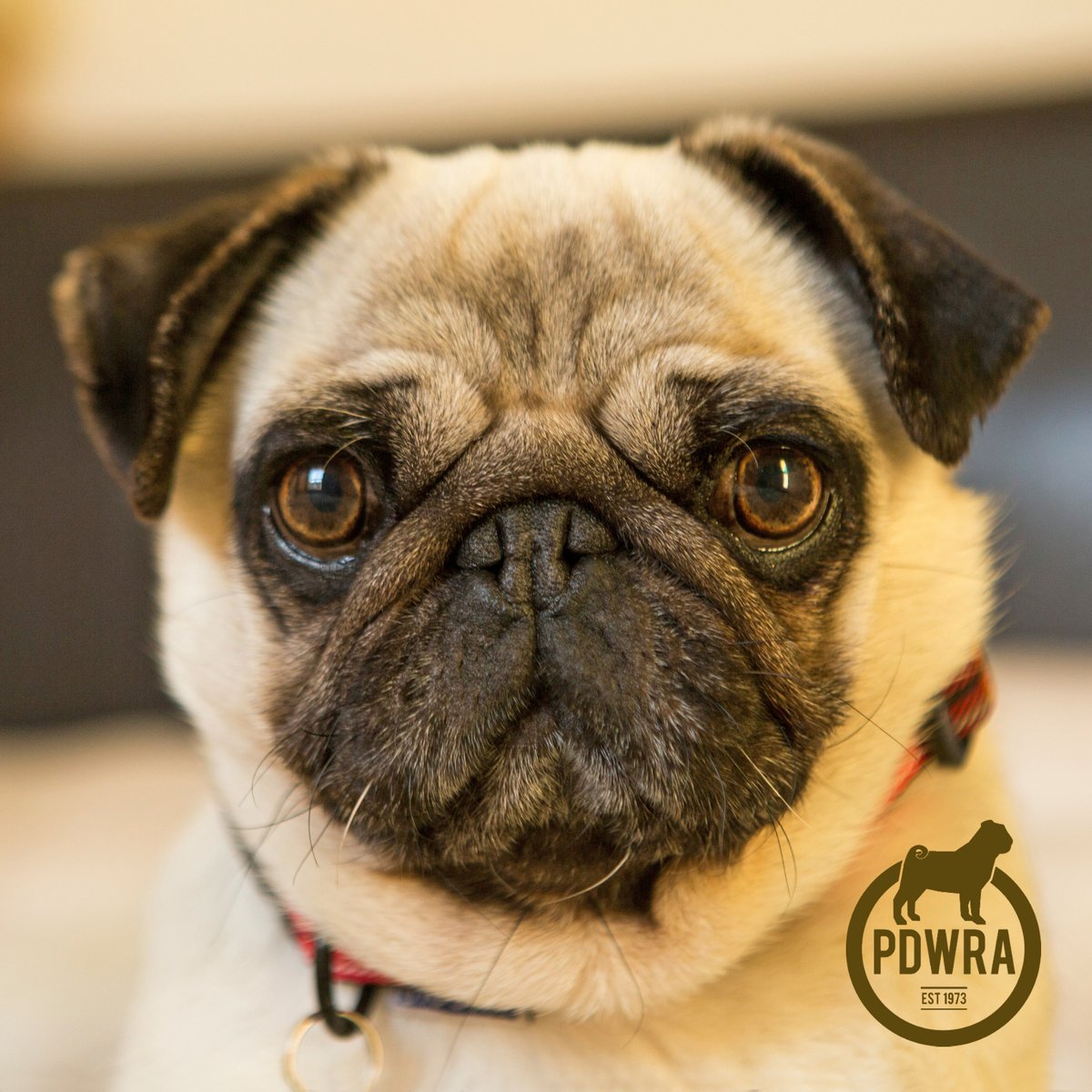 The PDWRA rescues and rehomes hundreds of pugs in need each year, thanks to the dedicated support of its amazing volunteer network. To find out more, just click here - ecs.page.link/shjGW
#pdwra #pugcharity #pugwelfare #friendsofwelfare #foreverhome #pugadoption #pug