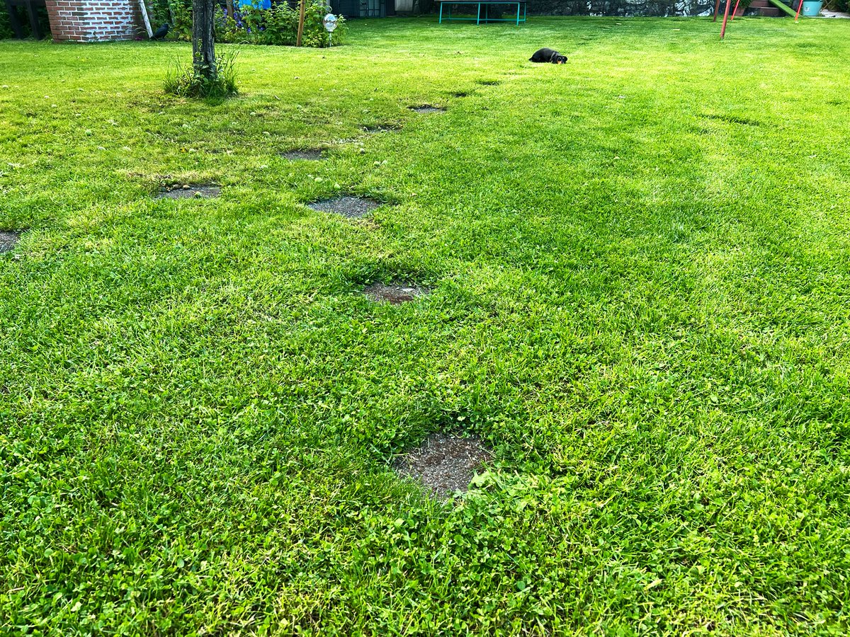 a_schmelzkaes's tweet photo. Wimmelbild:
Mit welcher dieser Wegplatten verschmilzt Lotte zur absoluten Unsichtbarkeit?
#Dackelcontent https://t.co/VgpRzOrZZ6